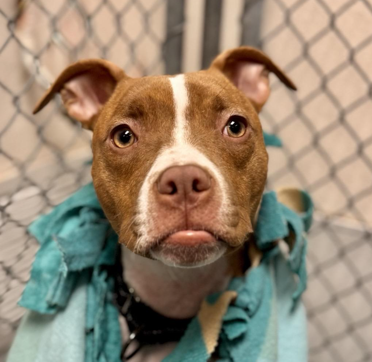 humane-society-dog